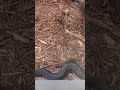 Sleeping snake part thirty seven - Black pine snake. #shorts