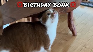 Happy 7th Birthday BEANIE!!! by Beauty and the Bean 2,211 views 1 month ago 1 minute, 45 seconds