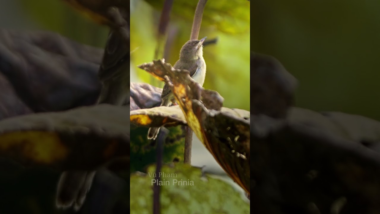 Plain Prinia Bird Photography