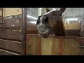 30 minutes of hilarious horses  best compilation