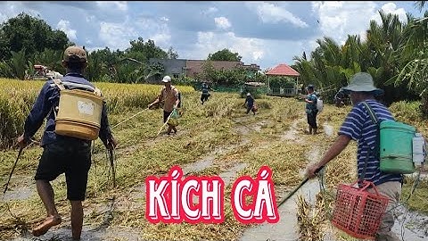 anh em đi theo máy cắt lúa kích cá , cá nhiều không tưởng tượng , Hoàng tào lao