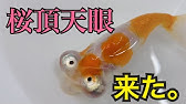 金魚 頂天眼 Youtube 金魚 頂天眼 Youtube