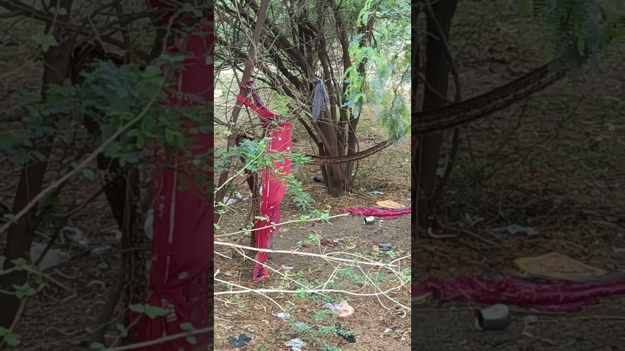 Squirrel grabbing clothes for its nest 