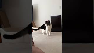 呼ぶと来てくれる甘えん坊の猫2連発！ #shorts