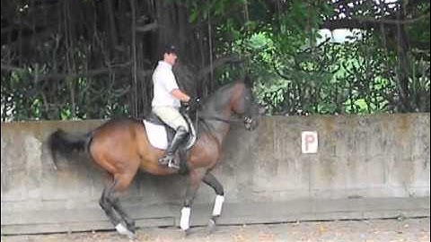 Flying changes every two strides, piaffer and levade with Fortunato