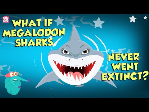 What If Megalodon Sharks Never Went Extinct? | The Megalodon | The Dr Binocs Show | Peekaboo Kidz