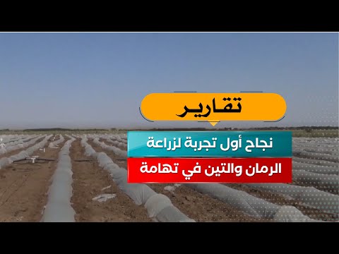 ازدهار زراعة الرمان والتين في تهامة اليمن