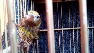 Download Lagu Burung Langka - Kenari Lokal Indonesia - Kenari Gunung MP3 Download Lagu Burung Langka - Kenari Lokal Indonesia - Kenari Gunung MP3