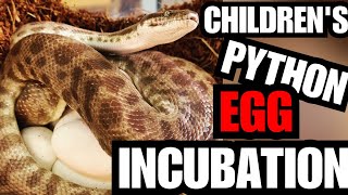 DIY Egg Incubator/My Children's Python Laid Eggs