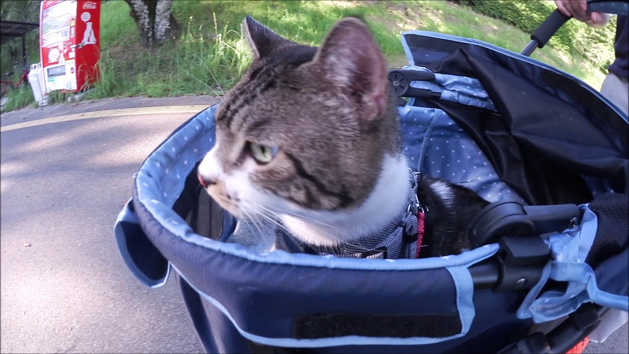 超広角で見る 猫と一緒に公園をお散歩 キャリーカートに乗るリキちゃん ある夏の日をivisminixで撮影 リキちゃんねる 猫動画 Cat Video キジトラ猫との暮らし Youtube 超広角で見る 猫と一緒に公園をお散歩 キャリーカートに乗るリキちゃん ある夏の日をivisminixで撮影 リキちゃんねる 猫動画 Cat Video キジトラ猫との暮らし Youtube