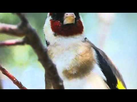 Goldfinch Singing