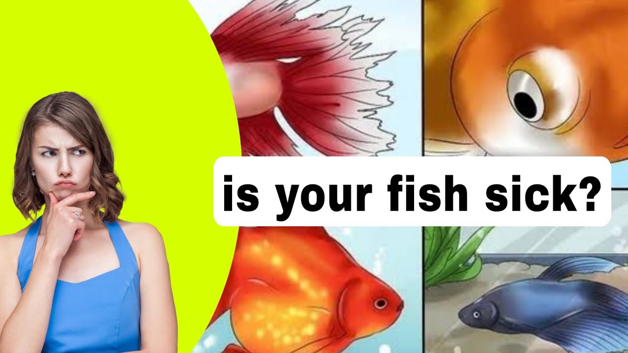 How To Identify Common Aquarium Fish Diseases YouTube