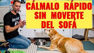 3 Maneras de CALMAR a tu PERRO en CASA [2 Juguetes y  Una 100% GRATIS]