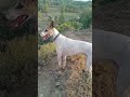 Dog Pair... #pitbull #pakistanibully #doglover #doglife
