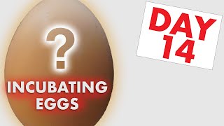 Incubating Chicken Eggs Day 14  Candling Chicken Eggs!