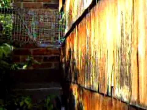 removal of fallopian tube Raccoon Trapped coming out of vent.MP4