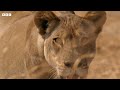 The Amazing Wildlife of Africa in Stunning 4K | BBC Earth