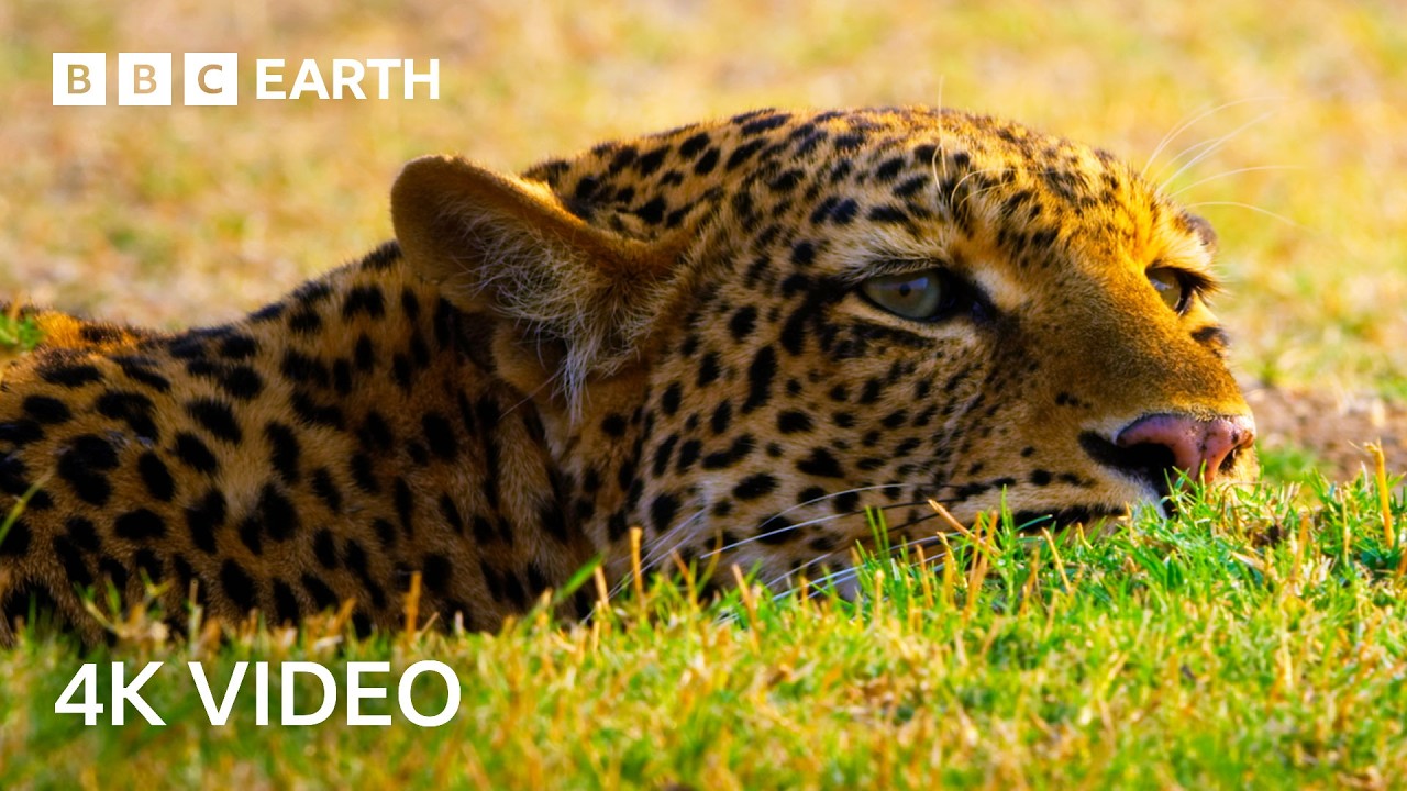 The Amazing Wildlife of Africa in Stunning 4K