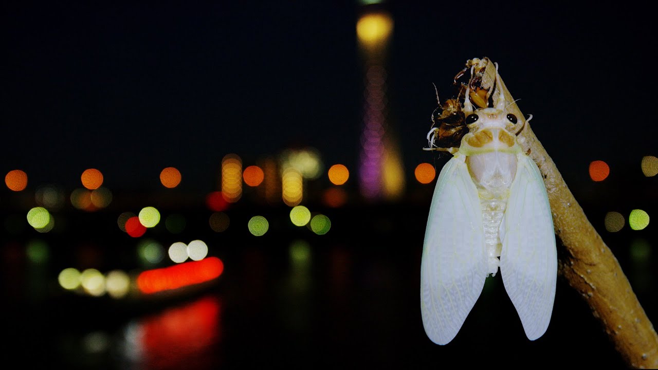 4k Ultra Hd セミの羽化 Cicada Molting Shot On Red Epic Dragon Youtube