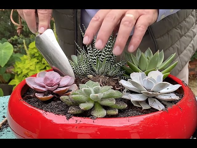 DIY - Créer une décoration de succulentes
