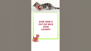 The Science of Catnip 🐱 #animalsfunny #curiosityanimals #thecats