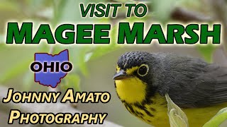 Johnny Amato Photography - Visit To Magee Marsh