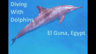 Scuba Diving in El Guna, Egypt, Dolphins Dolphins, Dolphins