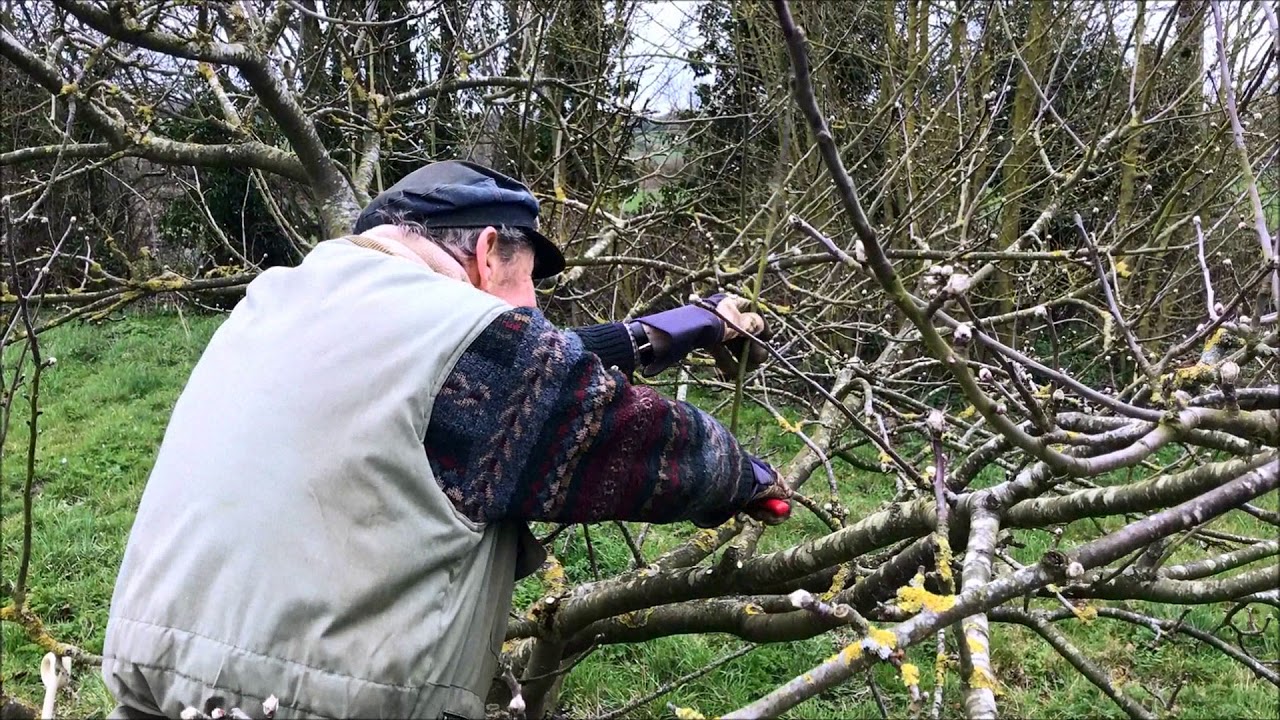 How To Prune A 3 Year Old Apple Tree
