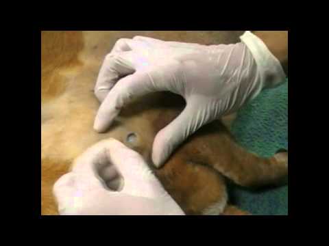 Video: Bone Marrow Cancer (Myeloma) Sa Cats