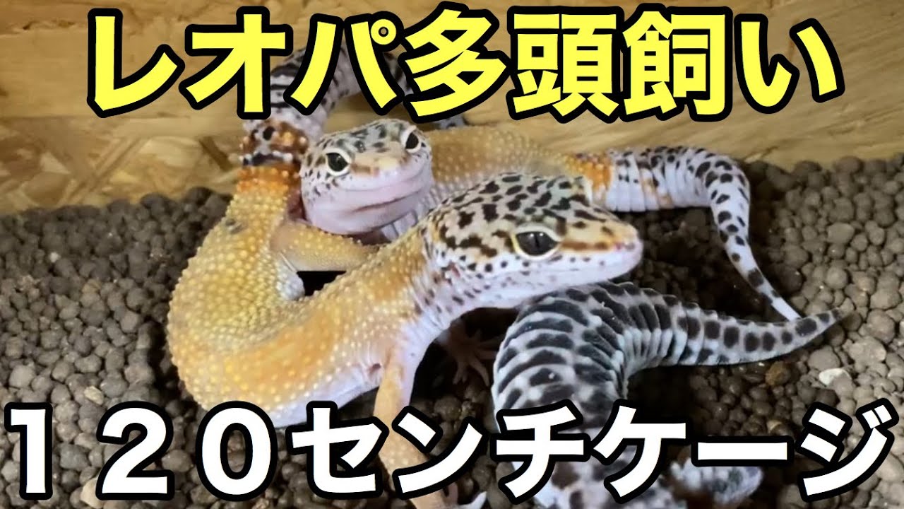 レオパの多頭飼育 雌雄判別してレオパのヤング達120センチゲージに移動