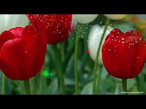 ლელა მიქელაძე თბილისი 2018   ბერა გილოცავ ღმერთი გფარავდეს