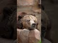 Grizzly Bear Brothers