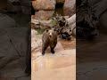 Grizzly Bear Brothers