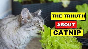 What Catnip Really Does to Your Cat