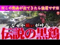 【願いを込めて】※見たら1分以内に再生して下さい⚠️もし逃したら二度とありません※見たら良いことが起こる黒柏鶏様の御姿を目にして下さい🌈✨⛩️山口県周防一宮玉祖神社【遠隔参拝】【リモート参拝】