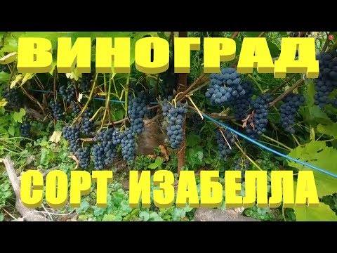 ВИНОГРАД ИЗАБЕЛЛА.СОРТ ВИНОГРАДА ИЗАБЕЛЛА