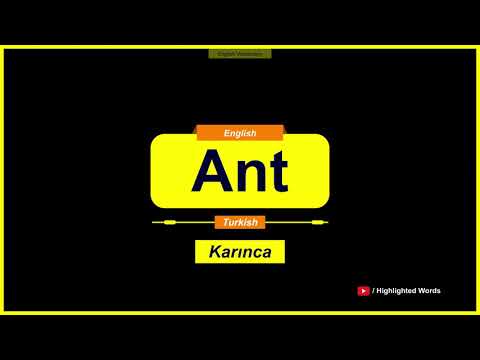 Ant Kelimesinin Türkçe Anlamı Nedir? (A2 Seviyesi)