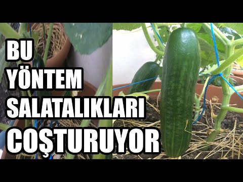 Video: Mevsim Başına Iki Ekim Salatalık