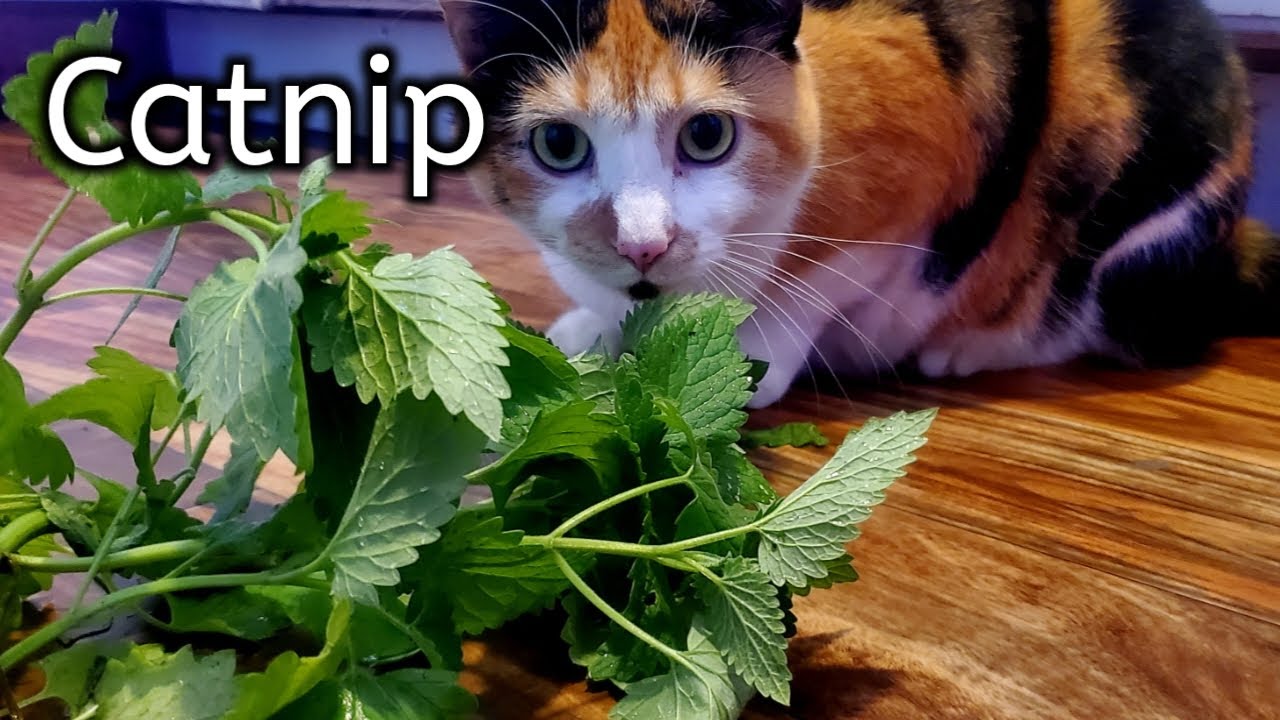 How to Grow a Catnip Plant  BBC Gardeners World Magazine