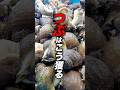 つぶはこう獲る #漁師 #北海道 #知床 #北の町から