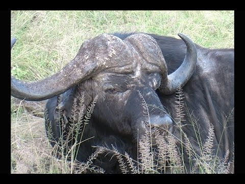 Video: Rozdíl Mezi Kravami A Buvoli