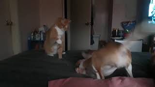 My Little Puppy Bowwow And My Cat Blaze Play Fight This Is Some Funny Stuff