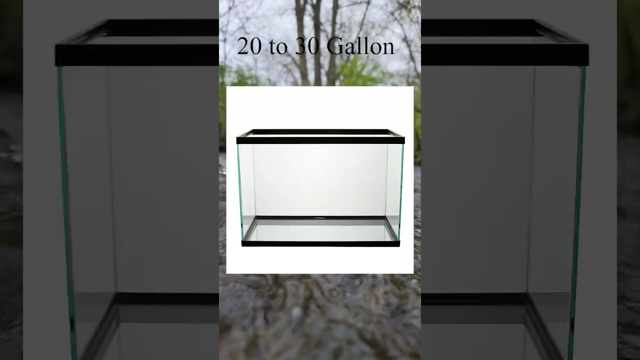 stink pot musk turtle tips 