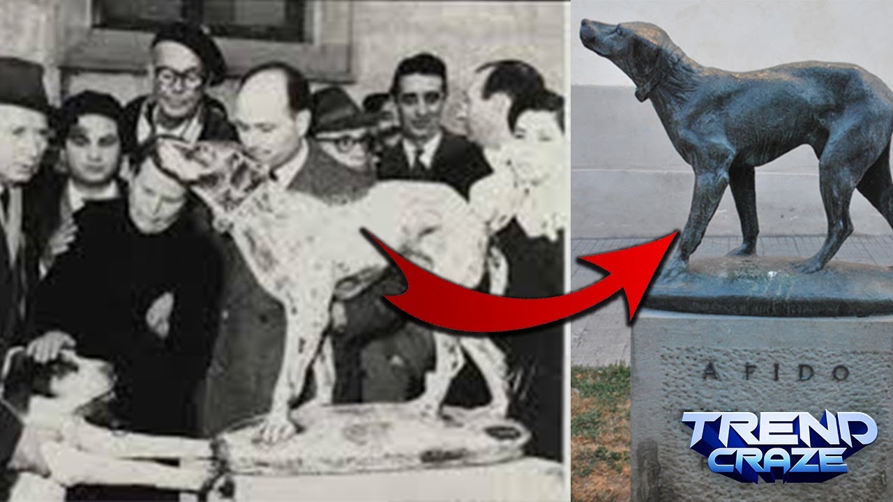 10 Most Loyal Pets In History