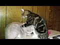 kitty massages Kitty Young Kitty Love
