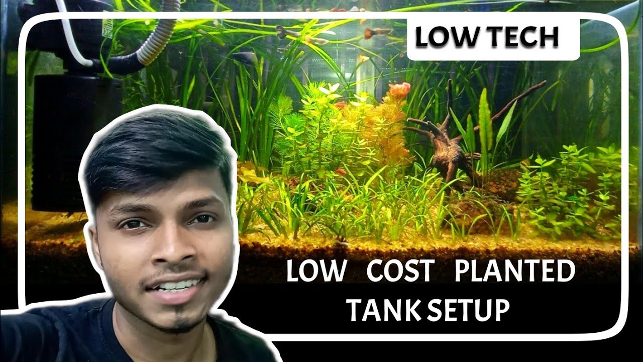 LOW TECH Planted AQUARIUM Setup । No Co2 । Low Tech Planted Tank Setup
