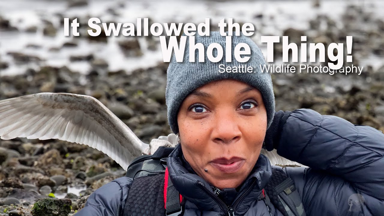 Wildlife Photography at Golden Gardens Park Seattle | Gulls, Eagles, Seals & More!