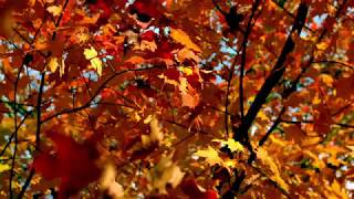Lunar Garden - Autumn