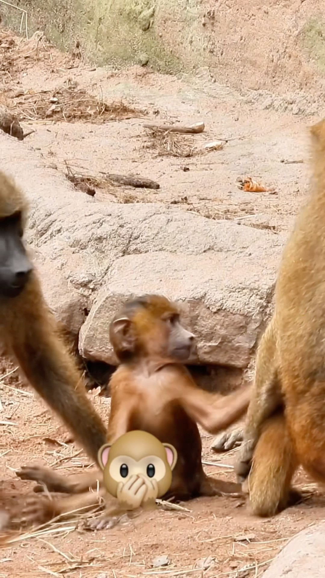 Monkeys Running