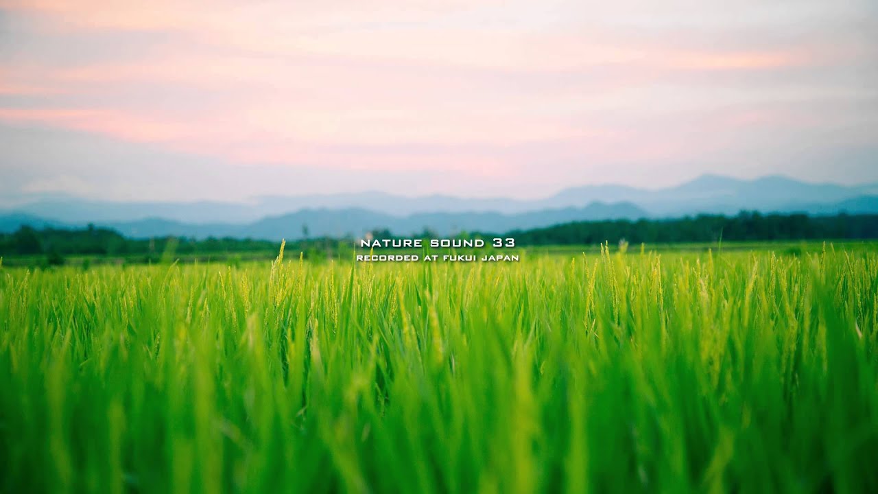 Nature Sound 33 - SINGING OF INSECTS / THE MOST RELAXING SOUNDS -